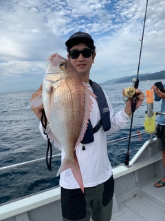 マダイの釣果
