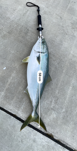 イナダの釣果