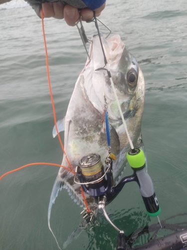 イトヒキアジの釣果