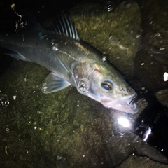 セイゴ（マルスズキ）の釣果