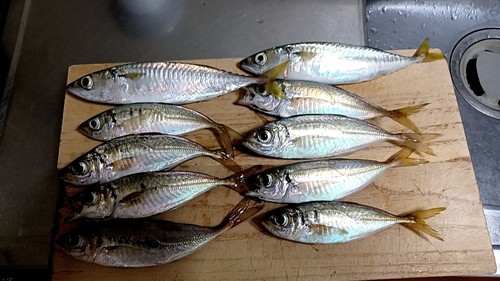 アジの釣果