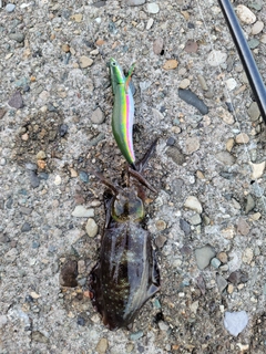 アオリイカの釣果