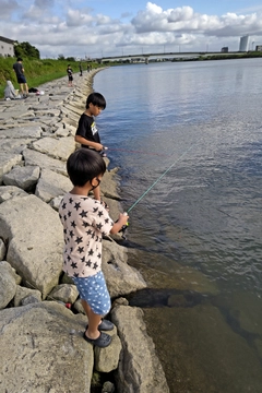 マハゼの釣果