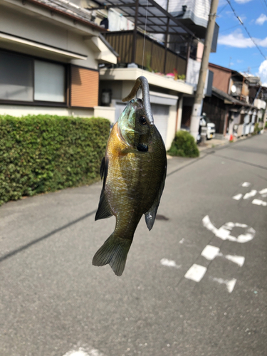 ブルーギルの釣果