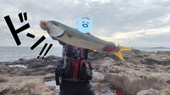 ヒラマサの釣果