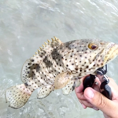 チャイロマルハタの釣果