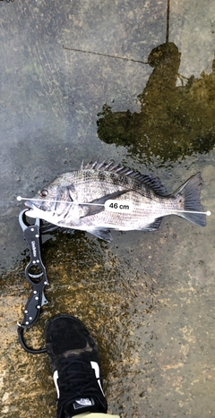 クロダイの釣果