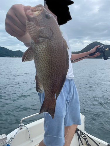 オオモンハタの釣果