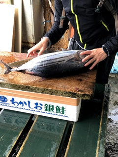 カツオの釣果