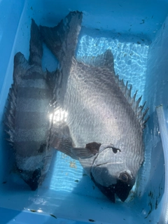 イシダイの釣果