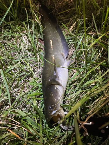 ナマズの釣果