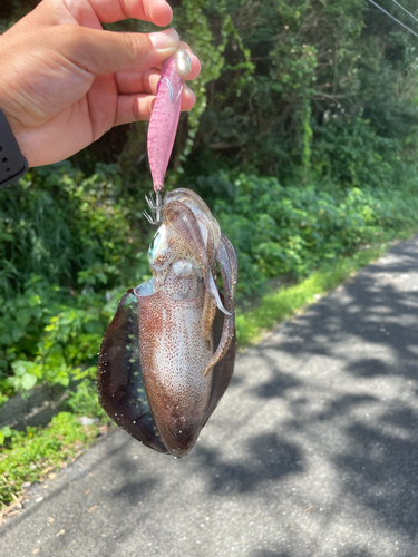 イカの釣果