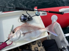 タイの釣果