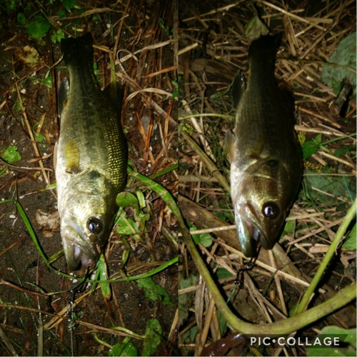 ブラックバスの釣果