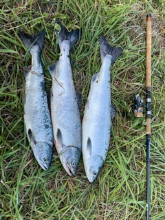 シロザケの釣果