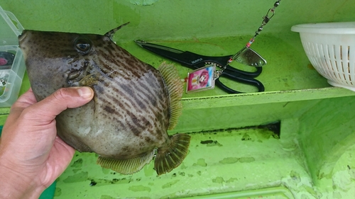 カワハギの釣果