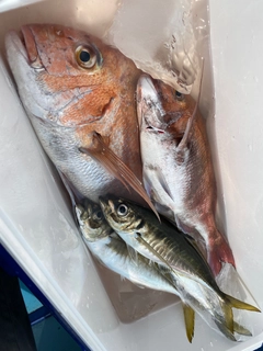 マダイの釣果