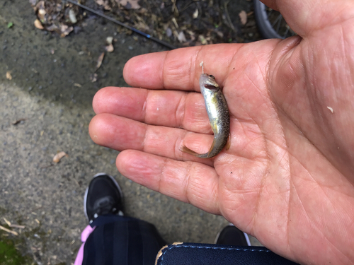 アブラハヤの釣果