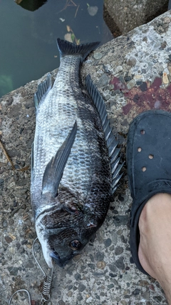 チヌの釣果