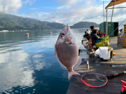 チャリコの釣果