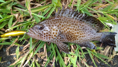 オオモンハタの釣果