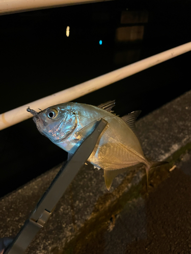 メッキの釣果