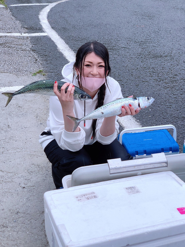 サバの釣果