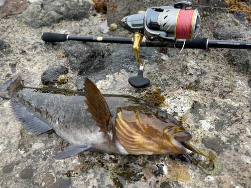 アイナメの釣果