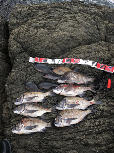 チヌの釣果