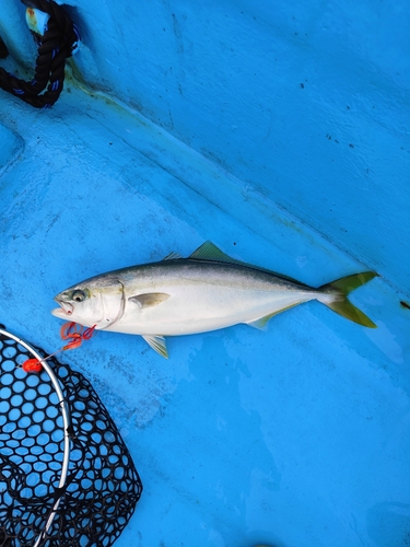 イナダの釣果