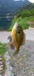 ブルーギルの釣果