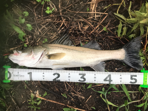 シーバスの釣果