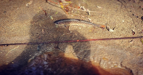 アメマスの釣果