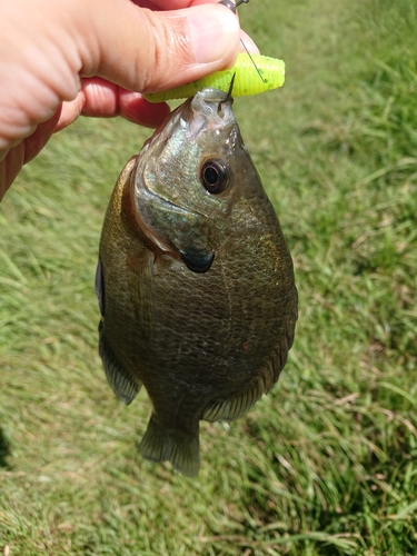 ブルーギルの釣果