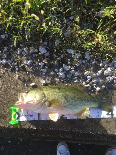 ブラックバスの釣果