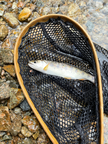 アマゴの釣果