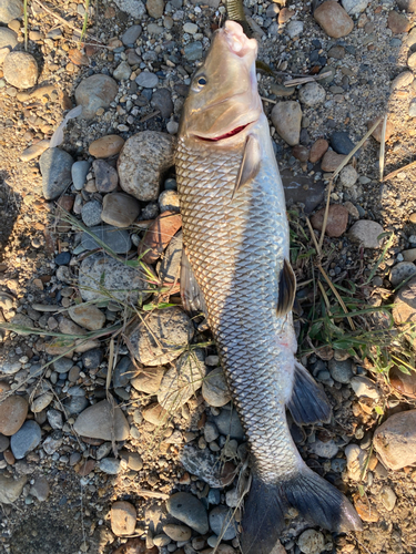 ニゴイの釣果