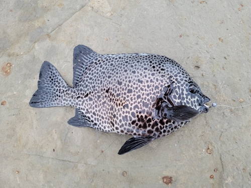 イシガキダイの釣果