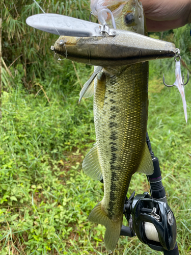 ブラックバスの釣果