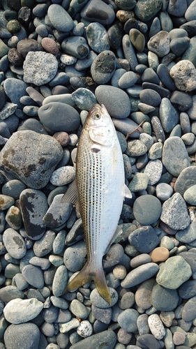 コノシロの釣果