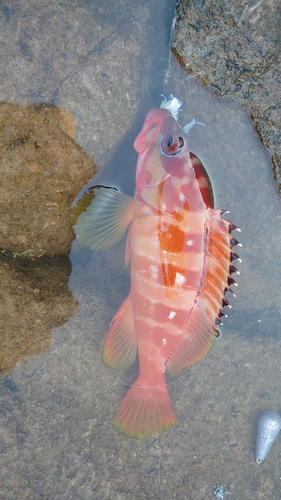 アカハタの釣果