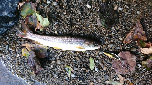 イワナの釣果