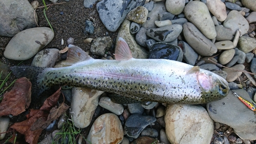 ニジマスの釣果