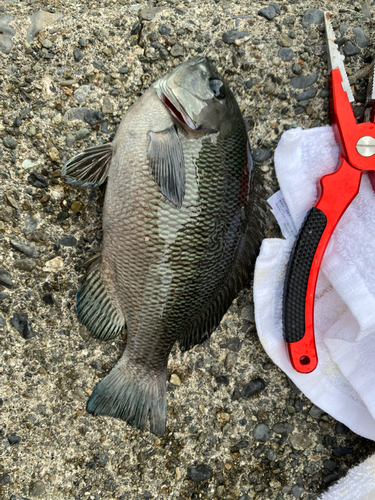 メジナの釣果