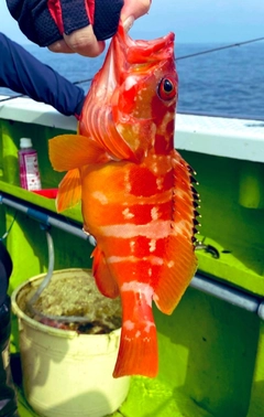 アカハタの釣果