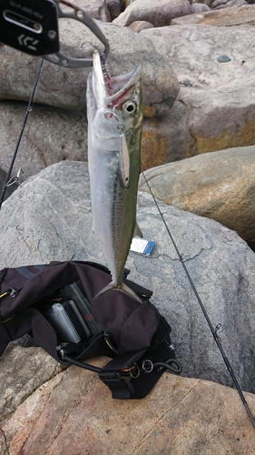 サゴシの釣果