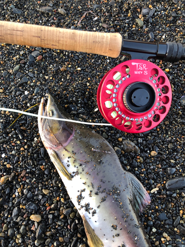 カラフトマスの釣果