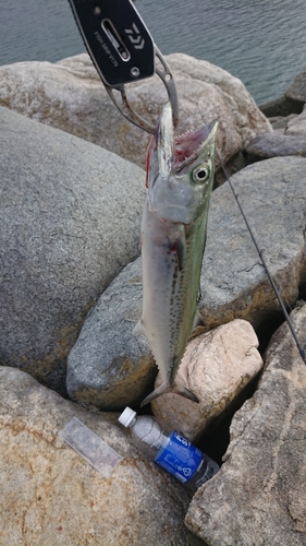 サゴシの釣果