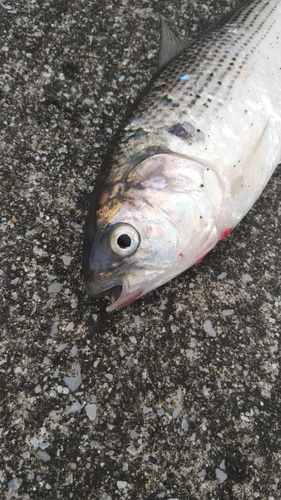 コノシロの釣果