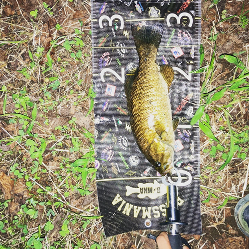 スモールマウスバスの釣果